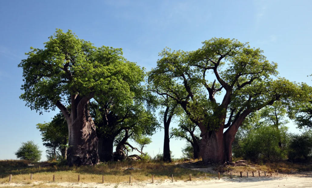 Baobab Trees at Baines Baobabs, Nxai Pan National Park, Botswana